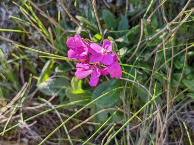 Arabis blepharophylla, photographed by Zoltán Stekkelpak