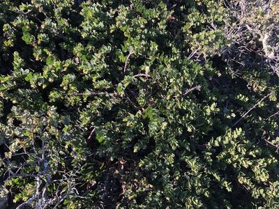 Arctostaphylos imbricata, photographed by Nicholas Wei