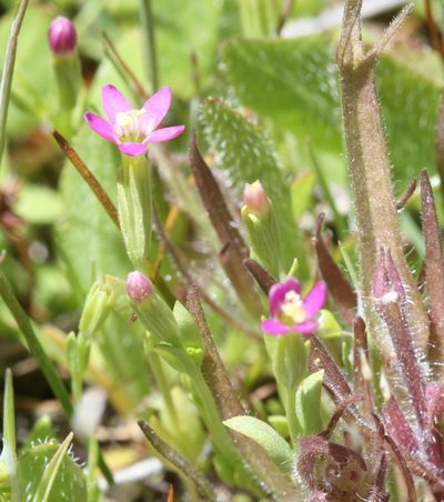 Zeltnera muehlenbergii, photographed by Scott Loarie