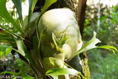 Platycerium hillii, photographed by lallen