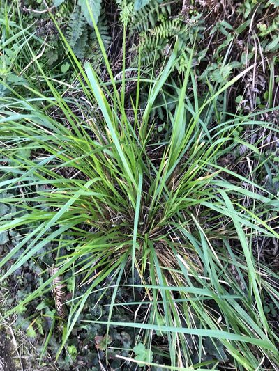 Calamagrostis nutkaensis, photographed by Nicholas Wei