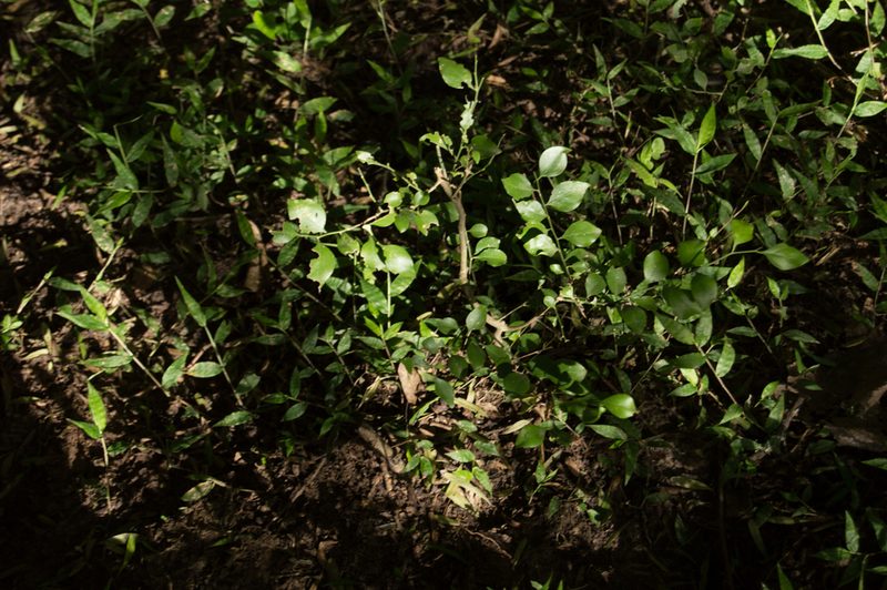 Schaefferia argentinensis, photographed by Facundo Chieffo