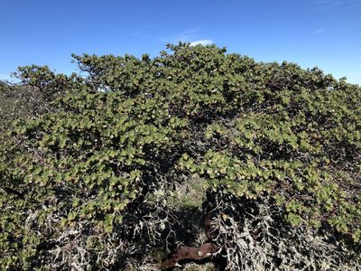 Arctostaphylos montaraensis, photographed by Nicholas Wei