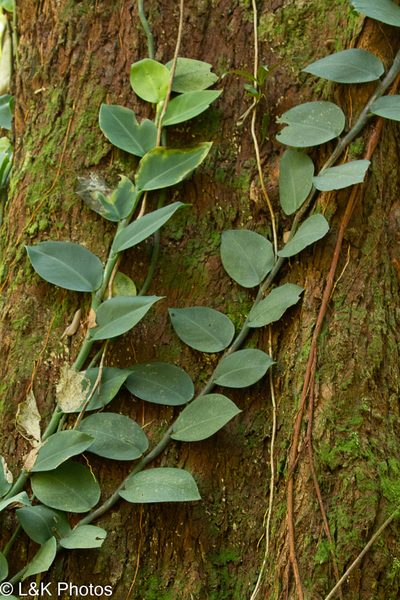 Rhaphidophora hayi, photographed by lallen