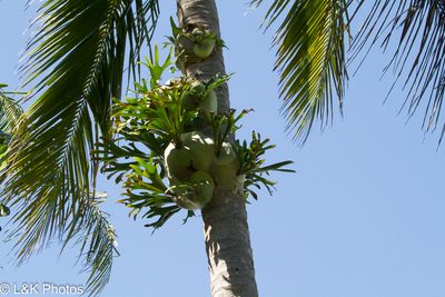 Platycerium hillii, photographed by lallen