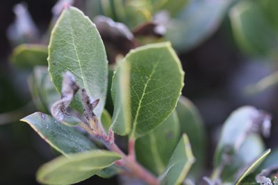 Arctostaphylos pacifica, photographed by Nicholas Wei
