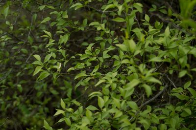 Schaefferia argentinensis, photographed by Facundo Chieffo