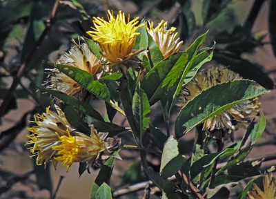 Dinoseris salicifolia, photographed by Hugo Hulsberg