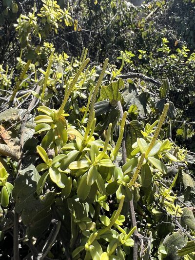 Peperomia ilaloensis, photographed by Nicolás Baresch Uribe