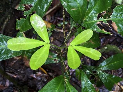 Acronychia pubescens, photographed by Samuel Frankel