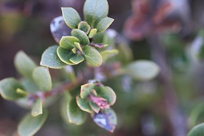 Arctostaphylos pacifica, photographed by Nicholas Wei