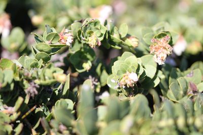 Arctostaphylos imbricata, photographed by Nicholas Wei