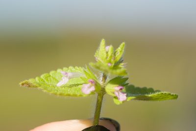 Stachys arvensis, photographed by Kevin Faccenda