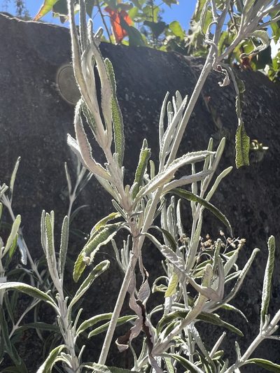 Lourteigia stoechadifolia, photographed by Nicolás Baresch Uribe