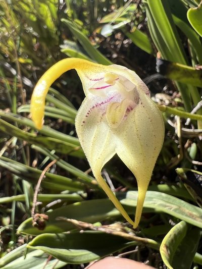 Masdevallia coriacea, photographed by Nicolás Baresch Uribe