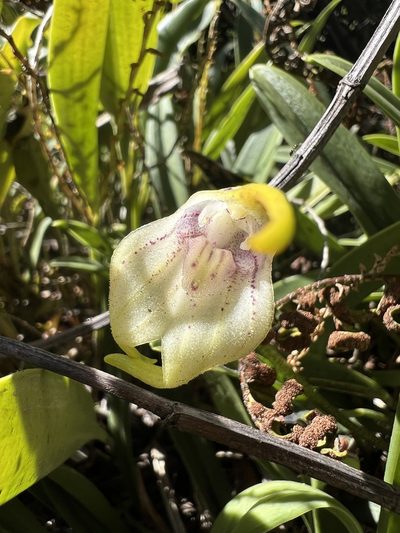 Masdevallia coriacea, photographed by Nicolás Baresch Uribe