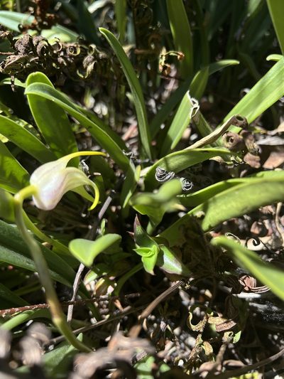 Masdevallia coriacea, photographed by Nicolás Baresch Uribe