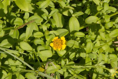 Melanthera integrifolia, photographed by Kevin Faccenda