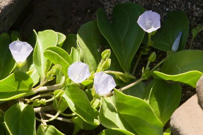 Jacquemontia sandwicensis, photographed by Kevin Faccenda