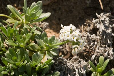 Heliotropium anomalum