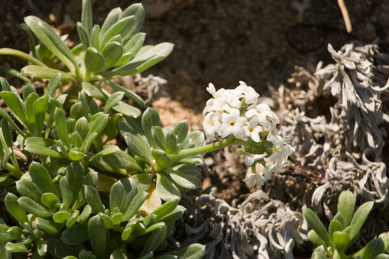 Heliotropium anomalum, photographed by Kevin Faccenda