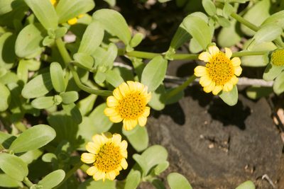 Melanthera integrifolia, photographed by Kevin Faccenda