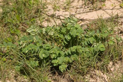 Euphorbia degeneri, photographed by Kevin Faccenda