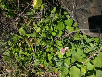 Capparis sandwichiana, photographed by Kevin Faccenda