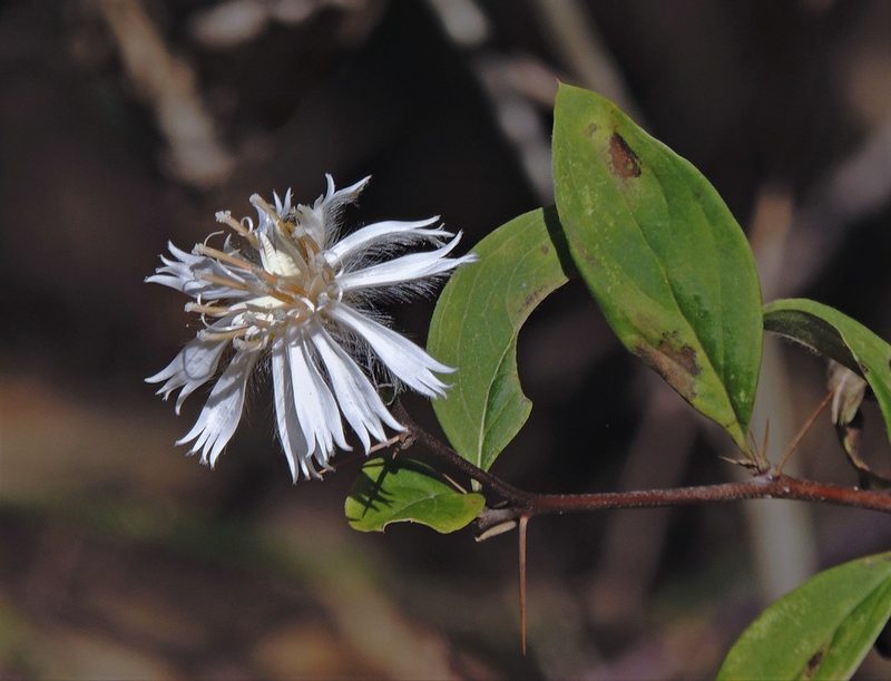 Barnadesia odorata, photographed by Hugo Hulsberg