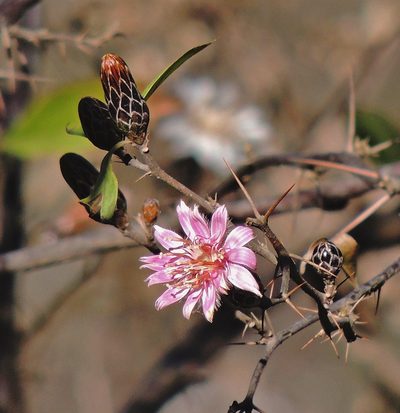 Barnadesia odorata, photographed by Hugo Hulsberg