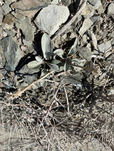 Penstemon monoensis, photographed by Matt Berger