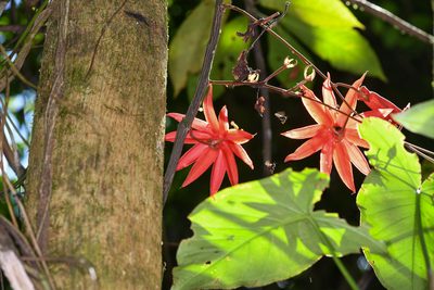Passiflora vitifolia, photographed by Trevor Van Loon