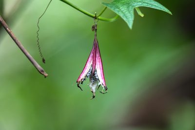 Passiflora costaricensis, photographed by Trevor Van Loon