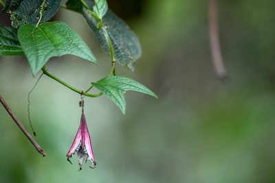 Passiflora costaricensis, photographed by Trevor Van Loon