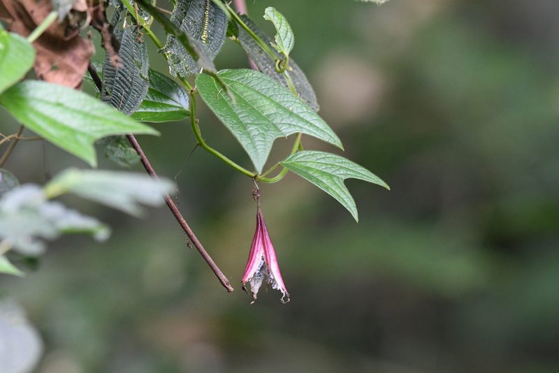 Passiflora costaricensis, photographed by Trevor Van Loon