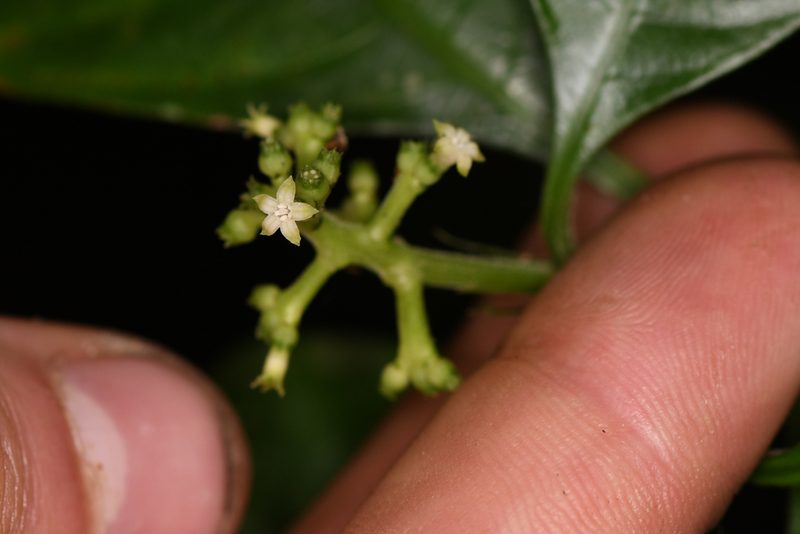 Palicourea racemosa, photographed by Trevor Van Loon