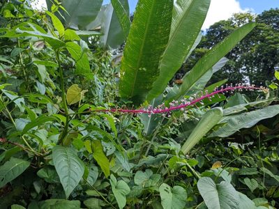 Phytolacca rivinoides, photographed by Trevor Van Loon