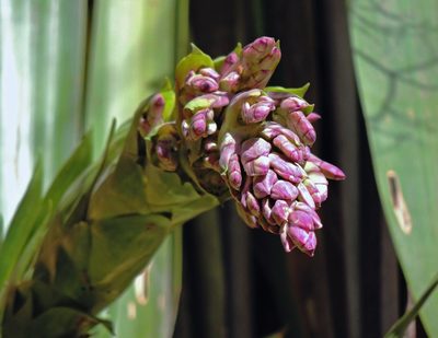 Tillandsia australis, photographed by Hugo Hulsberg