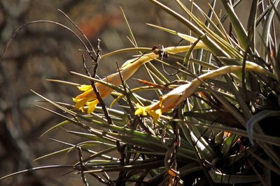 Tillandsia ixioides, photographed by Hugo Hulsberg