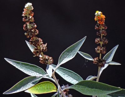 Buddleja tucumanensis, photographed by Hugo Hulsberg