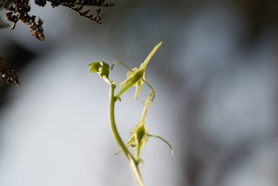 Liparis hawaiensis, photographed by Kevin Faccenda