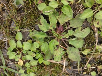 Plantago asiatica, photographed by Kevin Faccenda