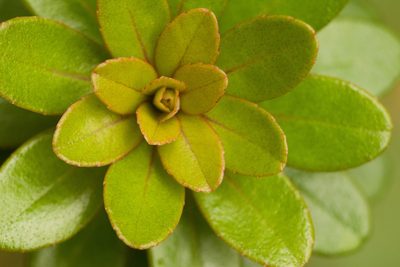 Myrsine sandwicensis, photographed by Kevin Faccenda