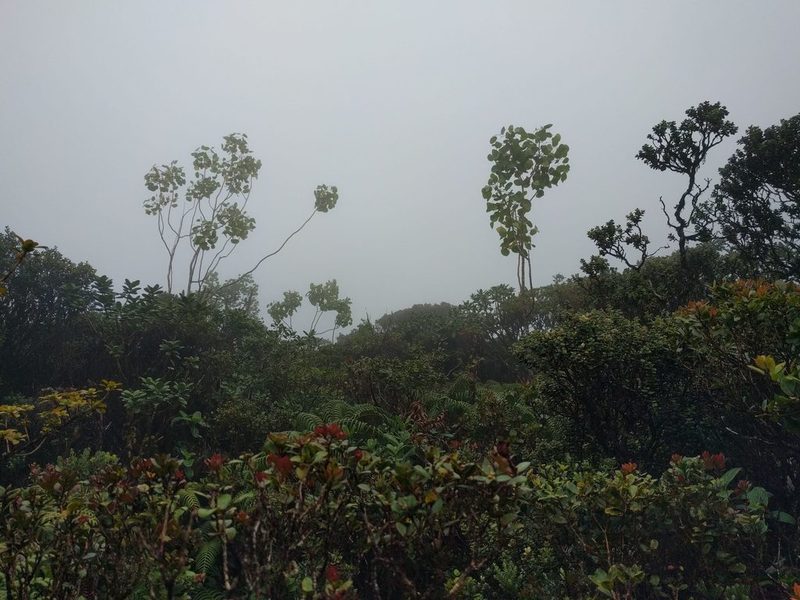 Cheirodendron platyphyllum, photographed by Kevin Faccenda