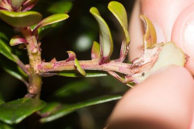 Myrsine sandwicensis, photographed by Kevin Faccenda