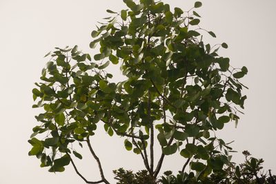 Cheirodendron platyphyllum, photographed by Kevin Faccenda