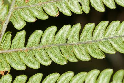 Sadleria pallida, photographed by Kevin Faccenda