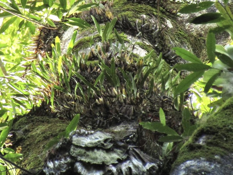 Dendrobium monophyllum, photographed by Samuel Frankel