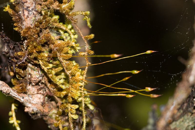 Macromitrium microstomum, photographed by Kevin Faccenda