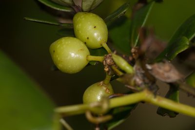 Smilax melastomifolia, photographed by Kevin Faccenda